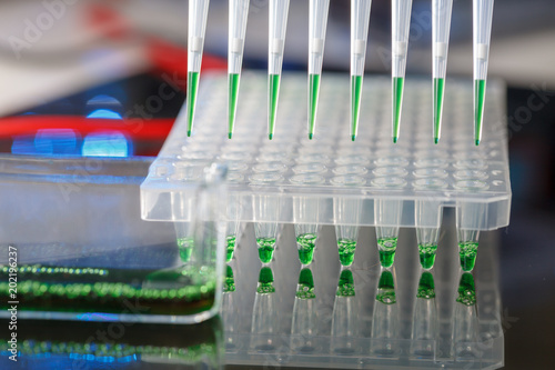 loading amplified DNA samples to agarose gel with multichannel pipette photo