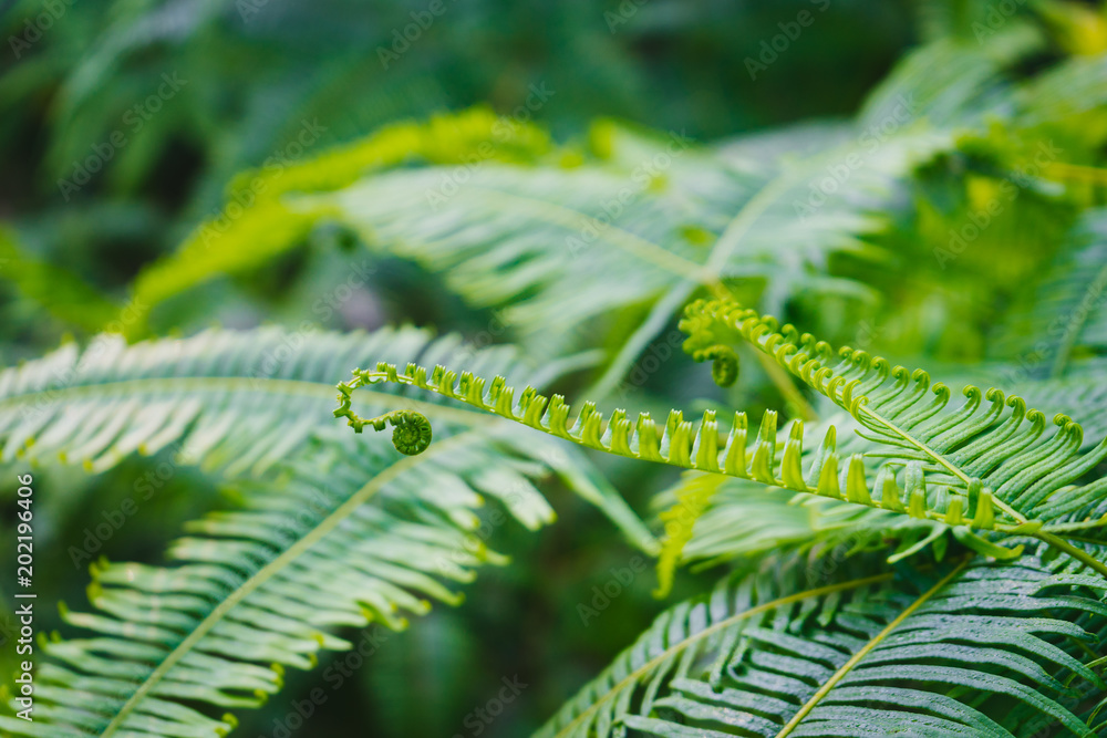 young fern leaves on green background in rainforest.