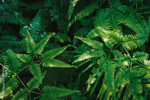 Green ferns leaves background with sunlight.