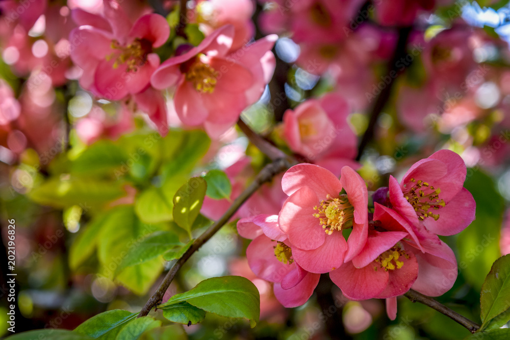 Flowering tree at spring, selective focus. Pink flower petals, colorful blurred background. Flowering tree at spring, selective focus. Pink flower petals, colorful blurred background.