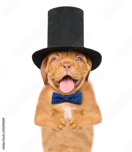 puppy gentleman wearing tie bow and cylinder hat. isolated on white background