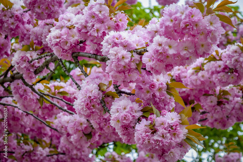 Flowering tree at spring  selective focus. Pink flower petals  colorful blurred background.