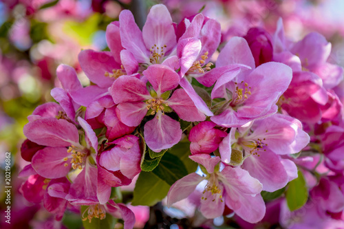 Flowering tree at spring  selective focus. Pink flower petals  colorful blurred background.