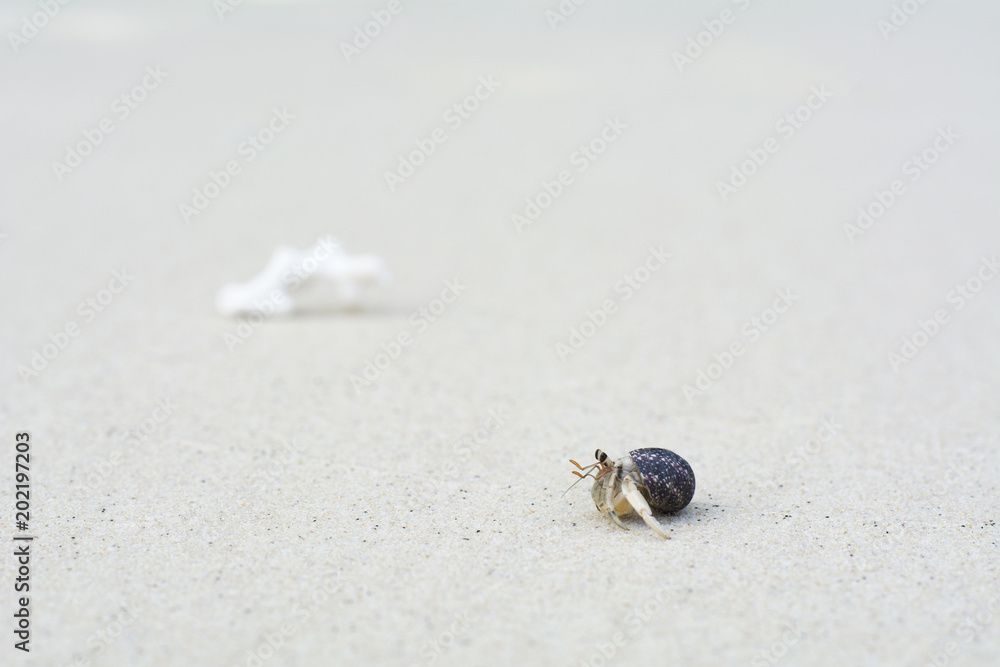 hermit crab on the beautiful fine sand beach background hermit crab on the beautiful fine sand beach background
