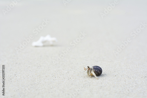 hermit crab on the beautiful fine sand beach background