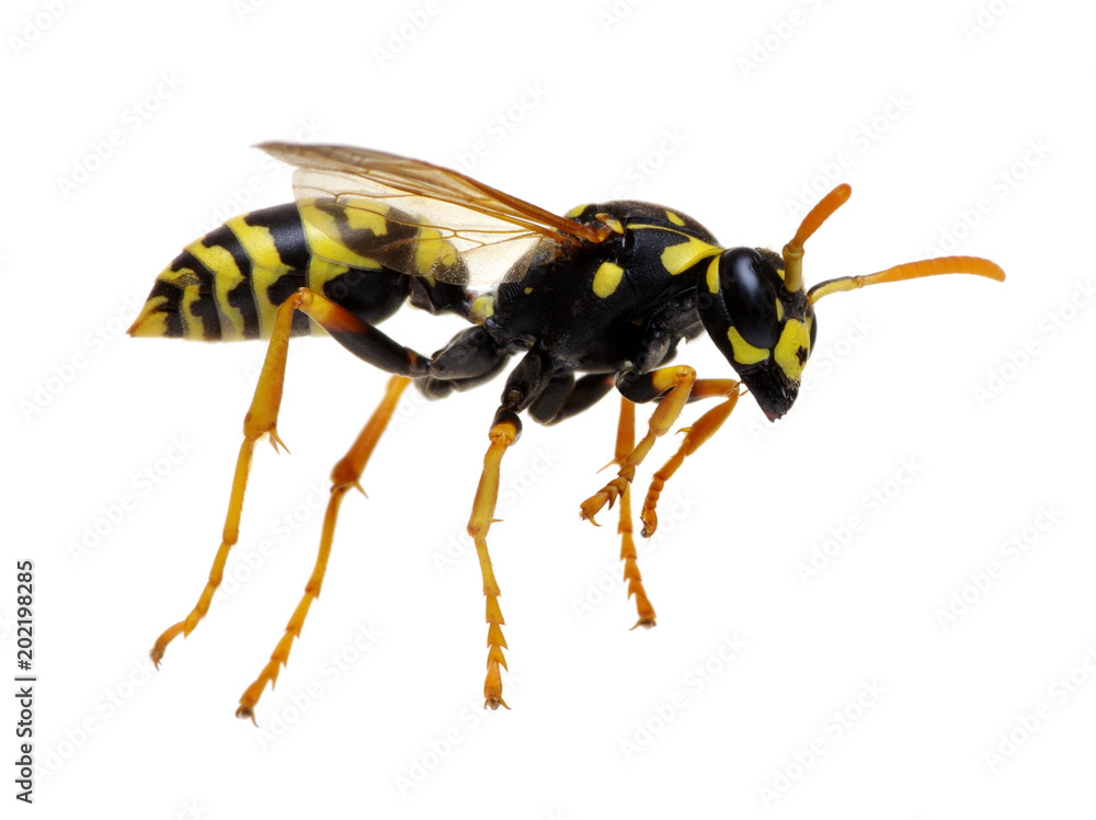 wasp isolated on white wasp isolated on white
