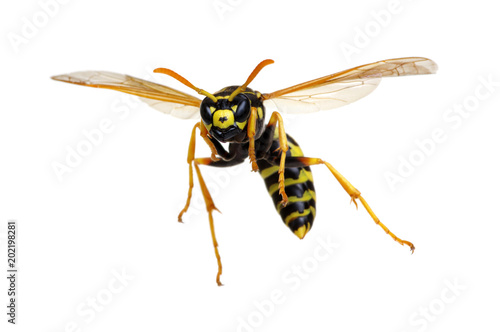 Fotótapéta wasp isolated on white