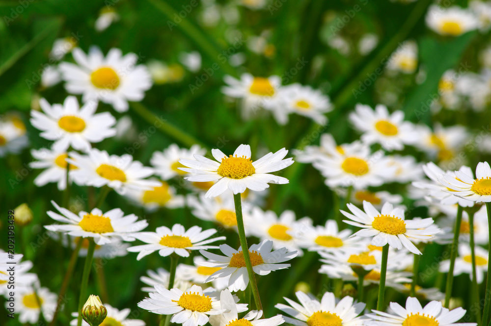 White daisy on field White daisy on field