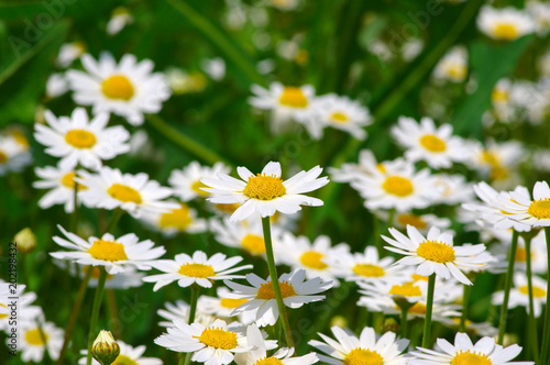 White daisy on  field © Alekss