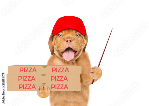 Funny pizza delivery puppy in red cap with pizza boxes and pointing stick. isolated on white background © Ermolaev Alexandr