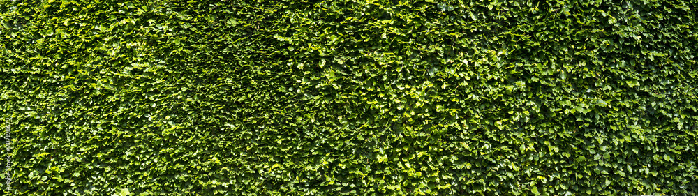 Buchenhecke Buchenhecke