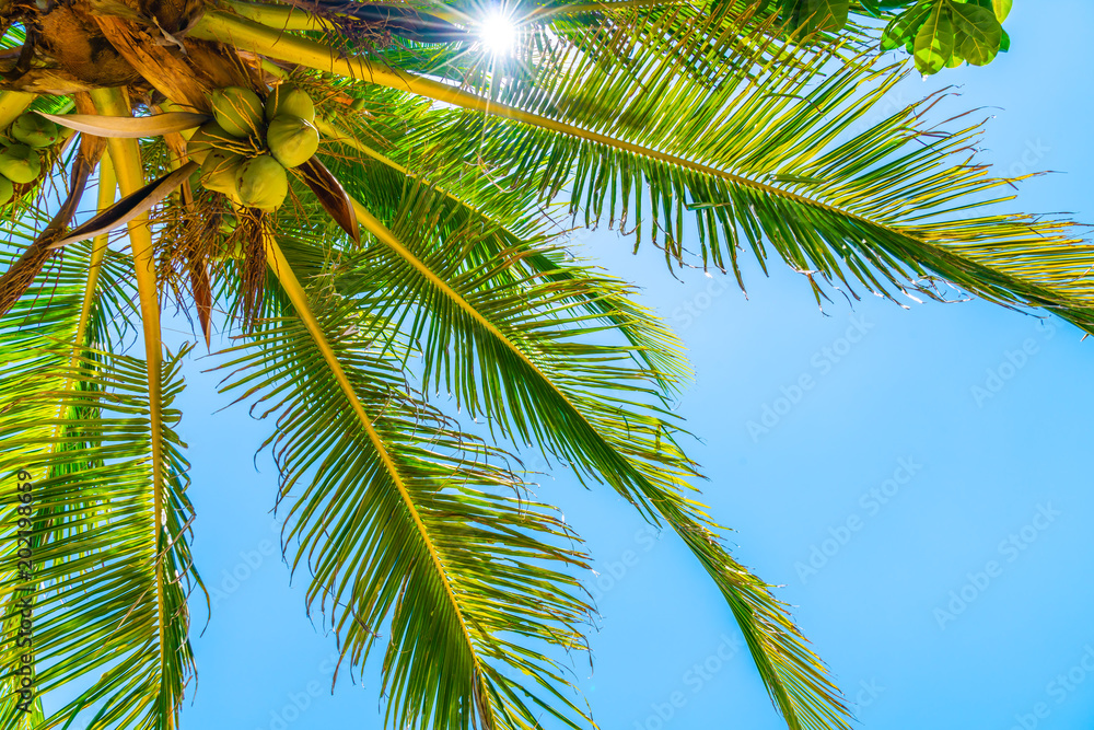 Obraz premium coconut palm tree with sky