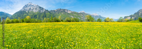 Panorama of summer fresh greens and wildflowers. Summer panorama. Field of yellow dandelions. Mountain peaks in the background. The meadow of the Apis. Switzerland.