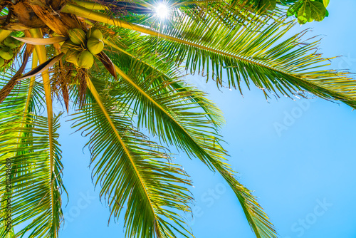 coconut palm tree with sky