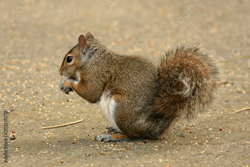 Eastern Grey Squirrel, Canada