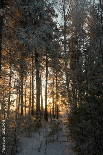 winter forest in the beautiful light of dawn