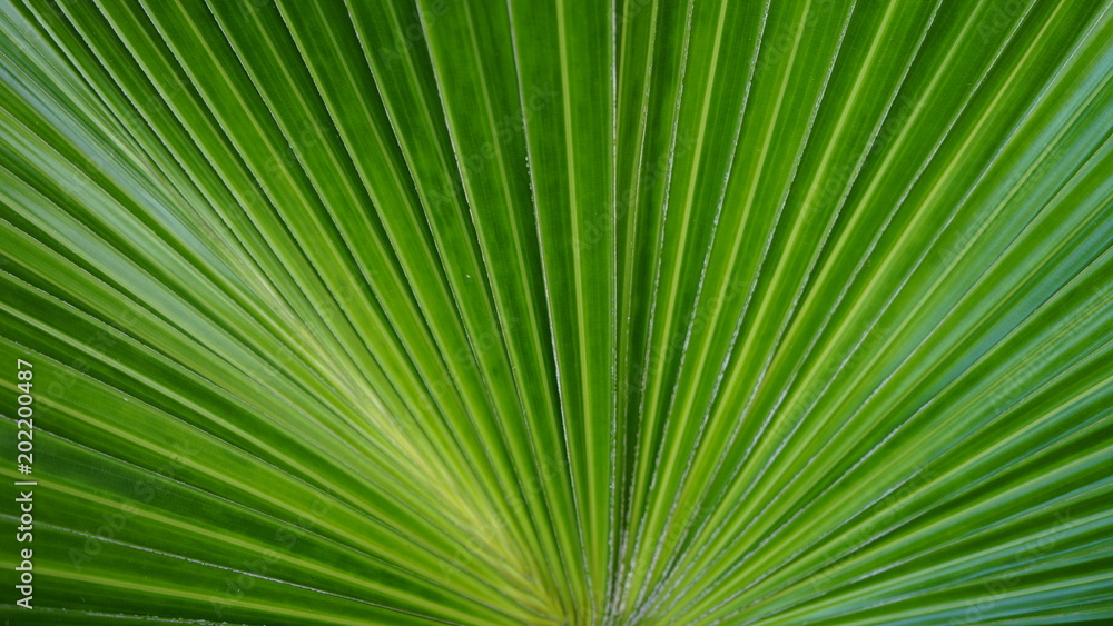 sugar palm leaf texture, abstract background
sugar palm leaf texture, abstract background