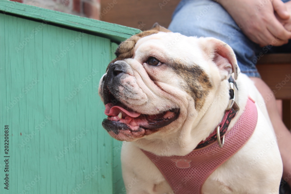 White and brown English Bulldog female wearing a pink collar White and brown English Bulldog female wearing a pink collar