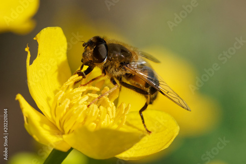 Drone Fly (Eristalis ) on a marigold flower