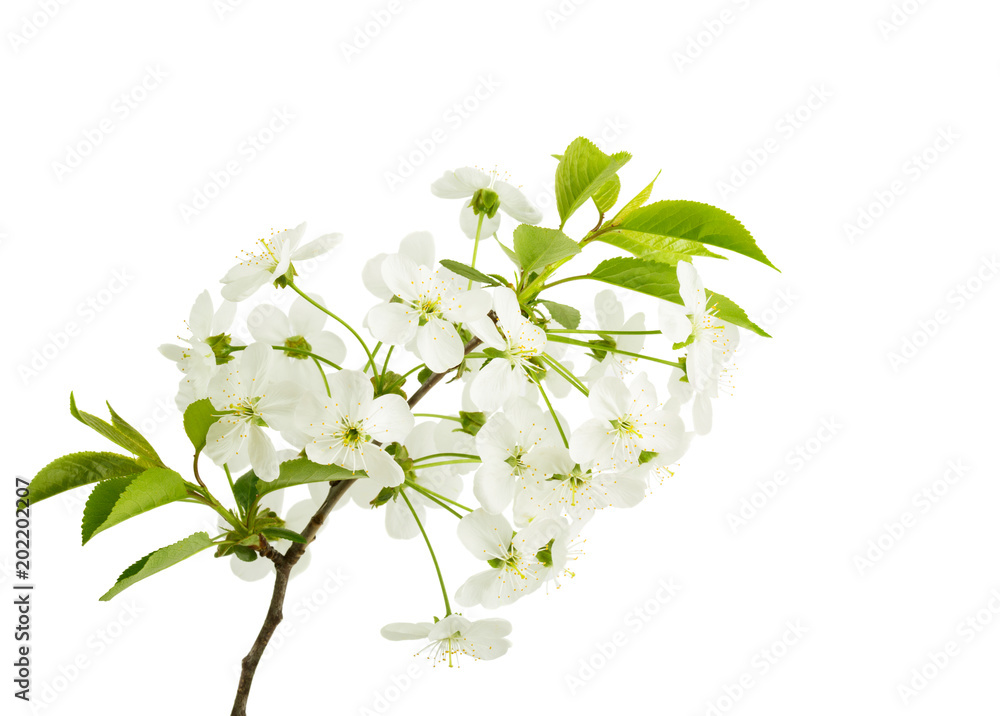 Obraz premium Springtime: cherry blossom