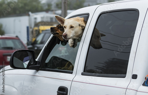 Photography Two dogs stick their heads out car window