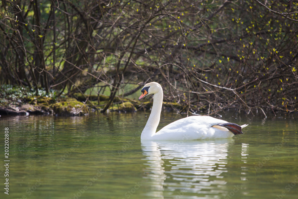 The white swan sails with the lake, adorns nature