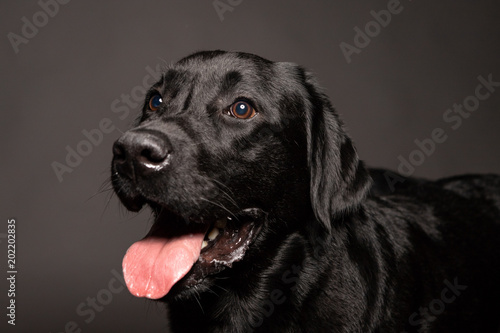 black labrador dog portrait .