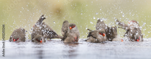Small and beautiful Common Waxbill having a bath in water