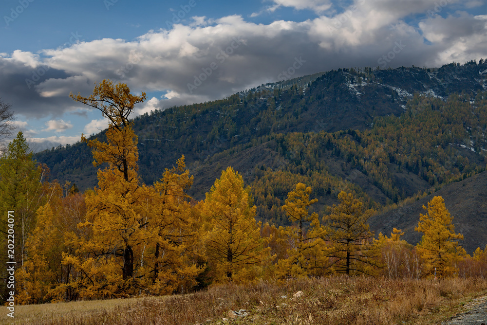 Russia. Late autumn in the Altai Mountains