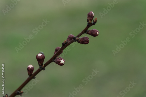 A branch of a tree with blossoming green leaves.