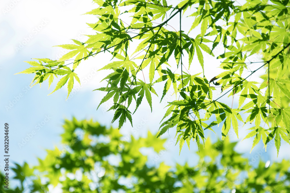 Summer Maple Leaves. Fresh green leaf background. Summer Maple Leaves. Fresh green leaf background.