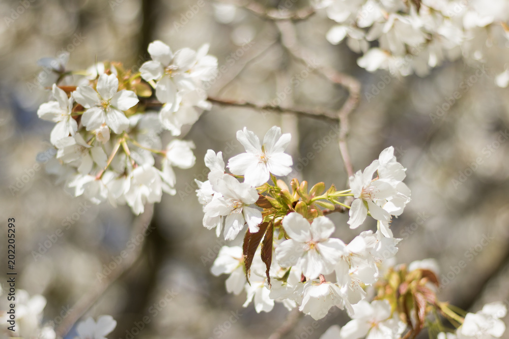 Close-up: branch of a blossoming cherry or apple tree is on a blurry white blooming background. Close-up: branch of a blossoming cherry or apple tree is on a blurry white blooming background.