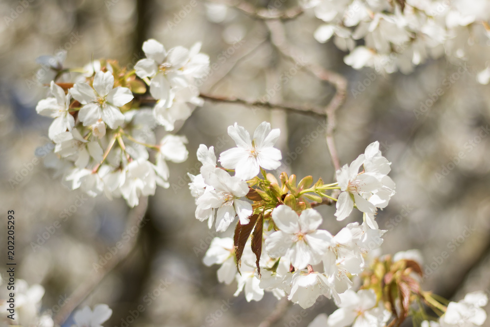 Close-up: branch of a blossoming cherry or apple tree is on a blurry white blooming background.