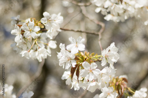 Close-up: branch of a blossoming cherry or apple tree is on a blurry white blooming background.