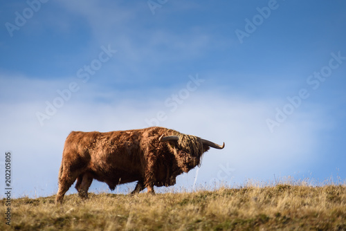 Highland cattle in the valley dolomites alp photo