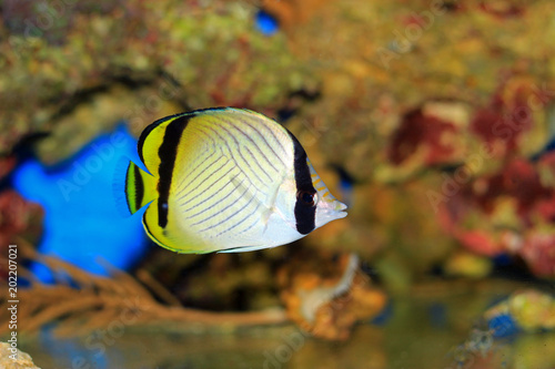 Vagabond Butterflyfish - Chaetodon vagabundus  photo