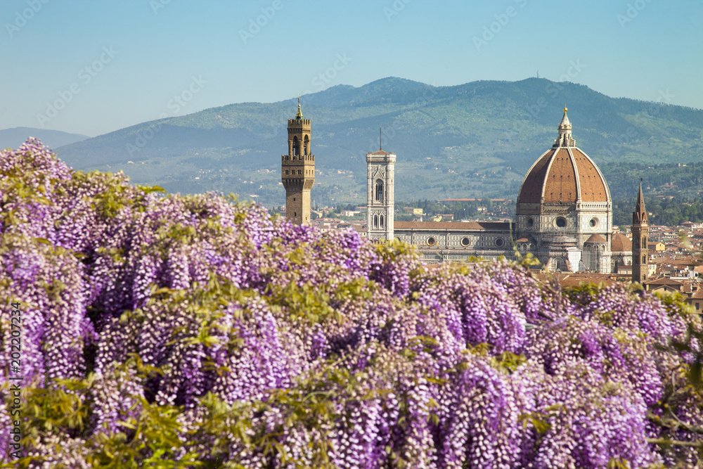 Italia, Toscana, Firenze, Giardino bardini, la fioritura del glicine.