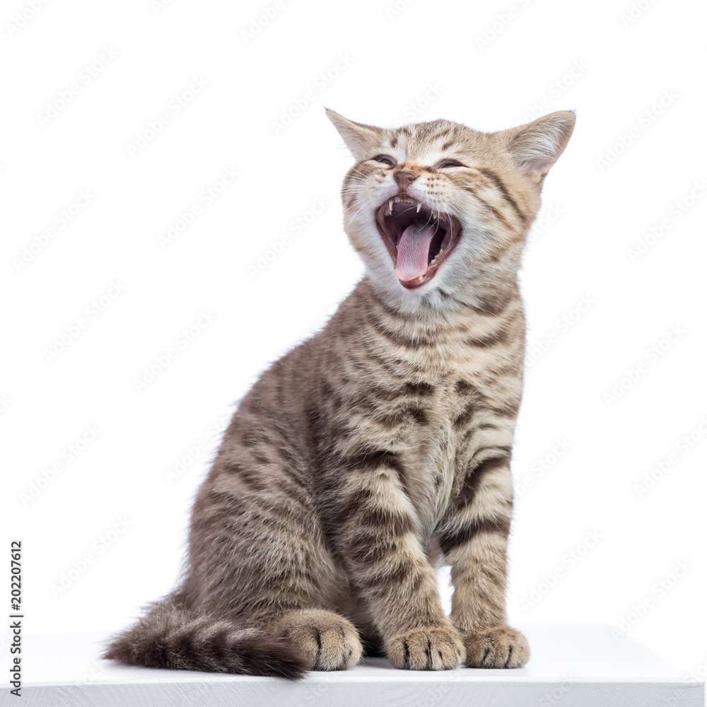 Small cat kitten with open mouth yawning. Studio shot.
