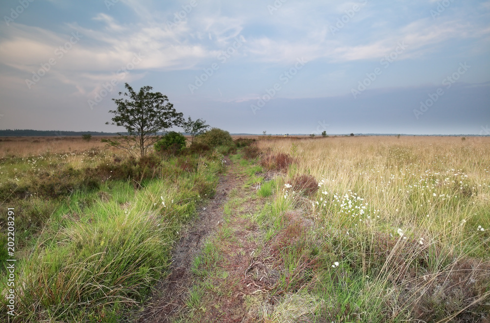 Fototapeta premium path in summer meadows