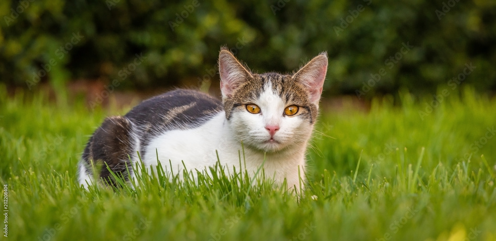 Few months old white tabby tomcat rests in spring grass