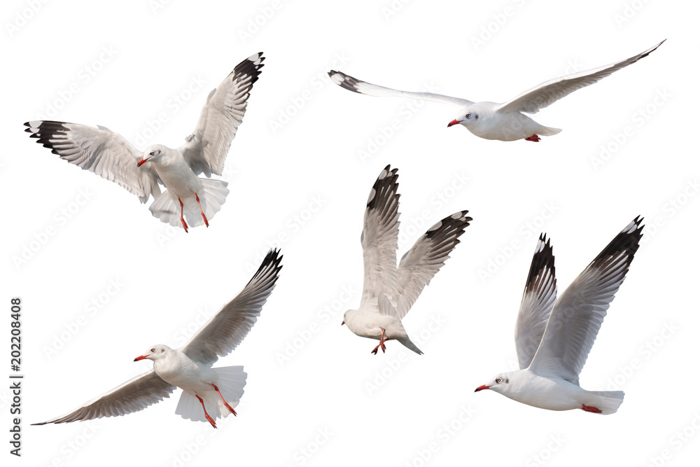 Naklejka premium Seagull flying isolated on white background