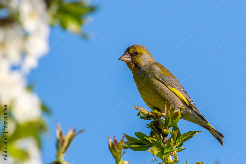 Obraz premium Nice male greenfinch bird perched on top of the cherry branch