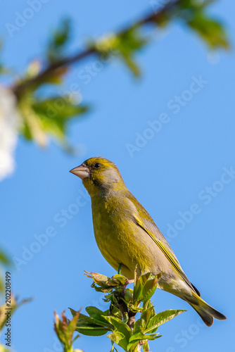 Nice male greenfinch bird perched on top of the cherry tree branch