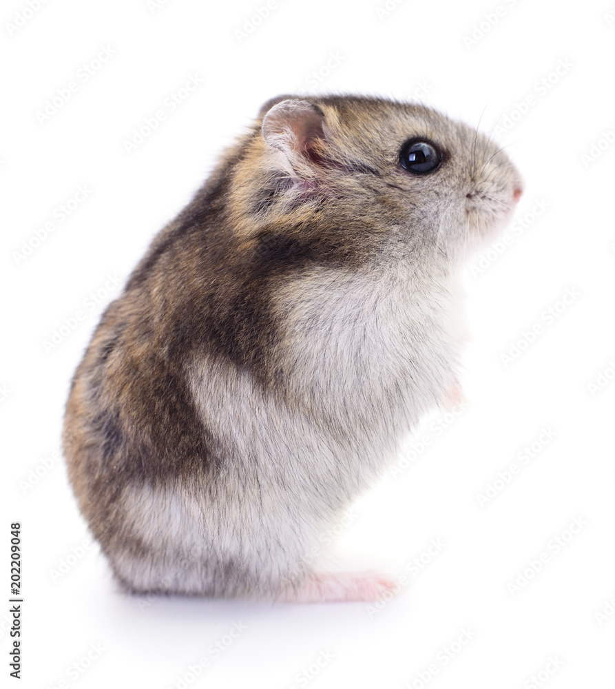 Small domestic hamster. Small domestic hamster.