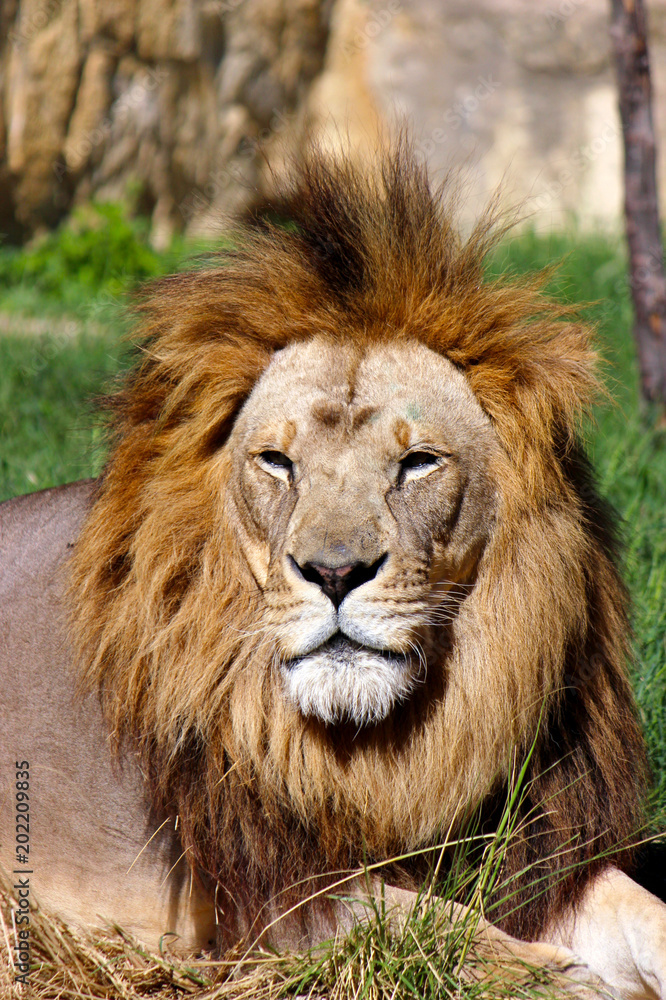 Watchful Lion Closeup Photograph