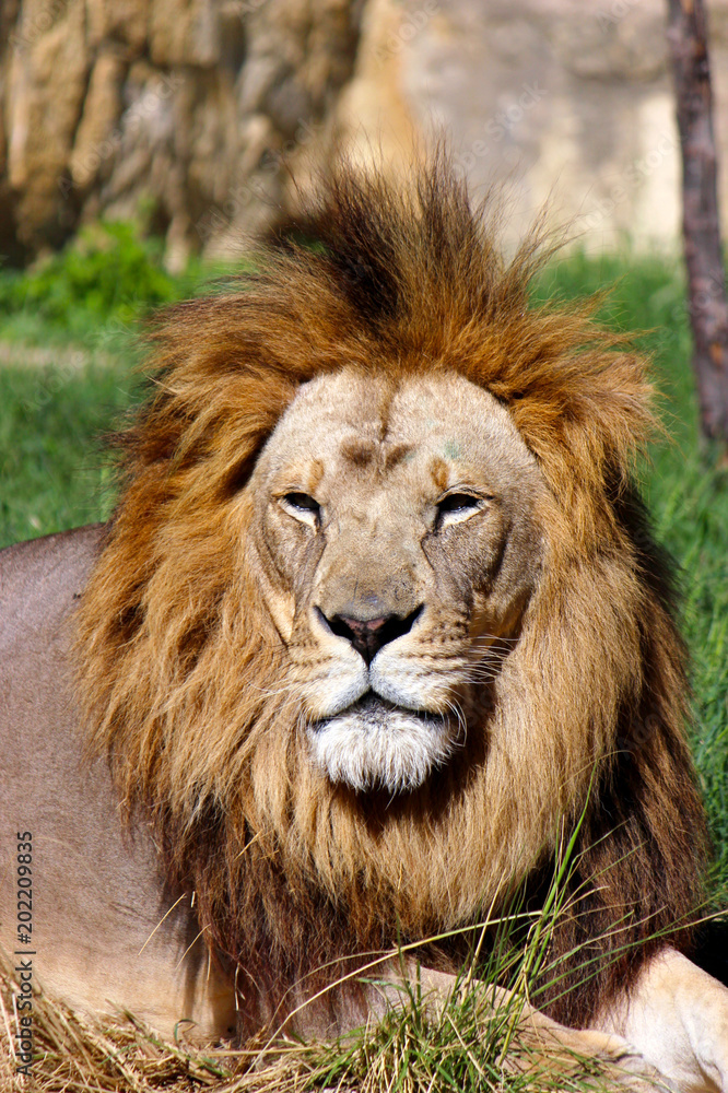 Watchful Lion Closeup Photograph Watchful Lion Closeup Photograph