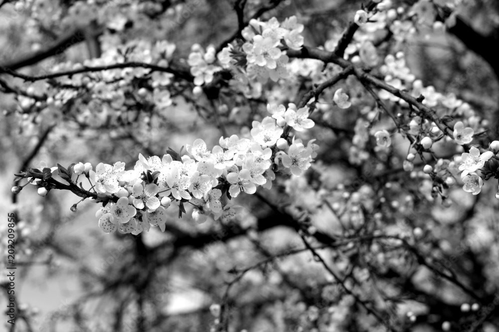 Cherry Tree In Blossom With Bokeh In Black And White. Stock Photo 