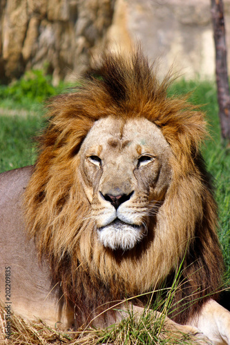 Watchful Lion Closeup Photograph