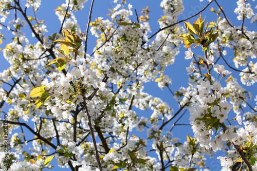 Detail of cherry tree crown with blue sky
