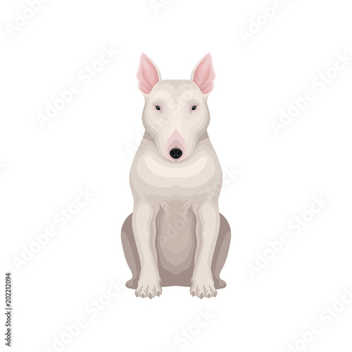 Bull terrier dog with egg-shaped head, short white hair and pink ears. raphic Detailed flat vector design for poster of zoo store or kennel club